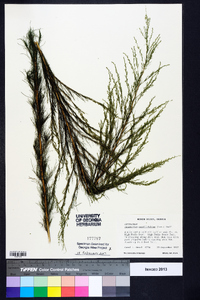 Eupatorium capillifolium image
