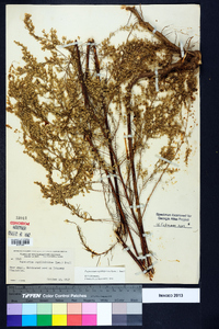 Eupatorium capillifolium image