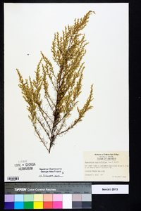 Eupatorium capillifolium image