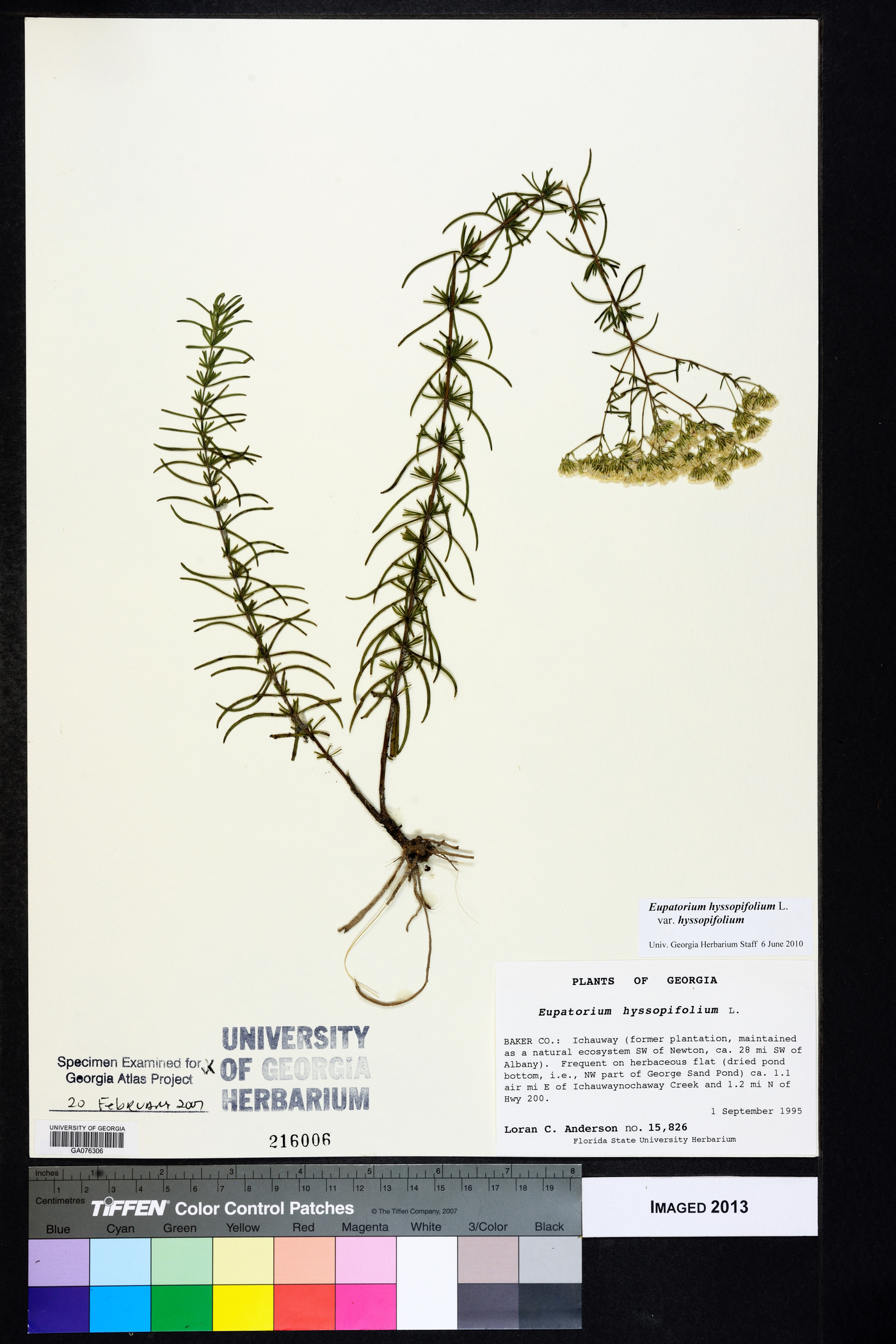 Eupatorium hyssopifolium var. hyssopifolium image