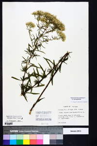 Eupatorium hyssopifolium image