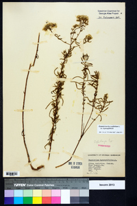 Eupatorium hyssopifolium var. hyssopifolium image