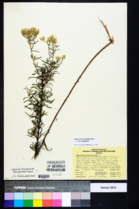 Eupatorium hyssopifolium var. hyssopifolium image