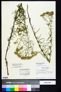 Eupatorium hyssopifolium var. hyssopifolium image