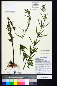 Eupatorium hyssopifolium var. laciniatum image
