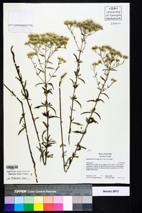 Eupatorium leucolepis image