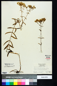 Eupatorium leucolepis image