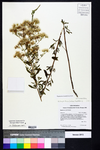 Eupatorium linearifolium image