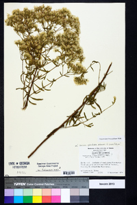 Eupatorium linearifolium image