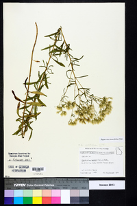 Eupatorium linearifolium image