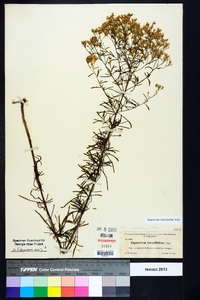 Eupatorium linearifolium image