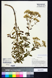 Eupatorium linearifolium image