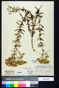 Eupatorium linearifolium image