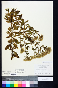 Eupatorium linearifolium image