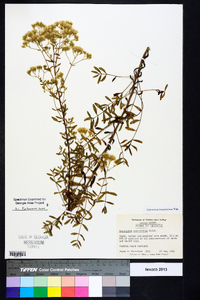 Eupatorium linearifolium image