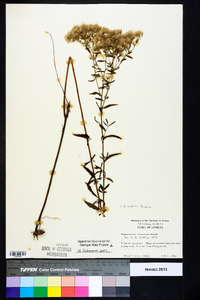 Eupatorium mohrii image