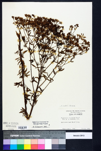 Eupatorium mohrii image