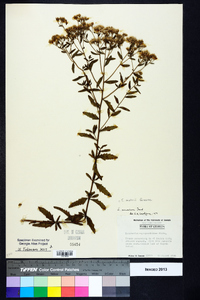 Eupatorium mohrii image