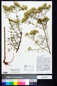 Eupatorium mohrii image