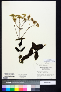 Eupatorium pilosum image