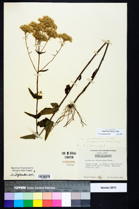 Eupatorium pilosum image