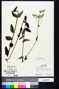 Eupatorium pilosum image