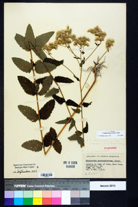 Eupatorium pilosum image