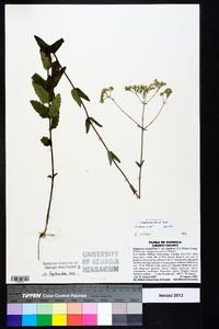 Eupatorium pilosum image