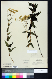 Eupatorium pilosum image