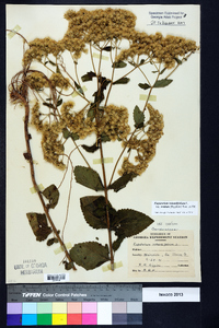 Eupatorium rotundifolium var. ovatum image