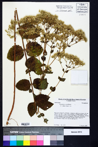 Eupatorium rotundifolium var. ovatum image