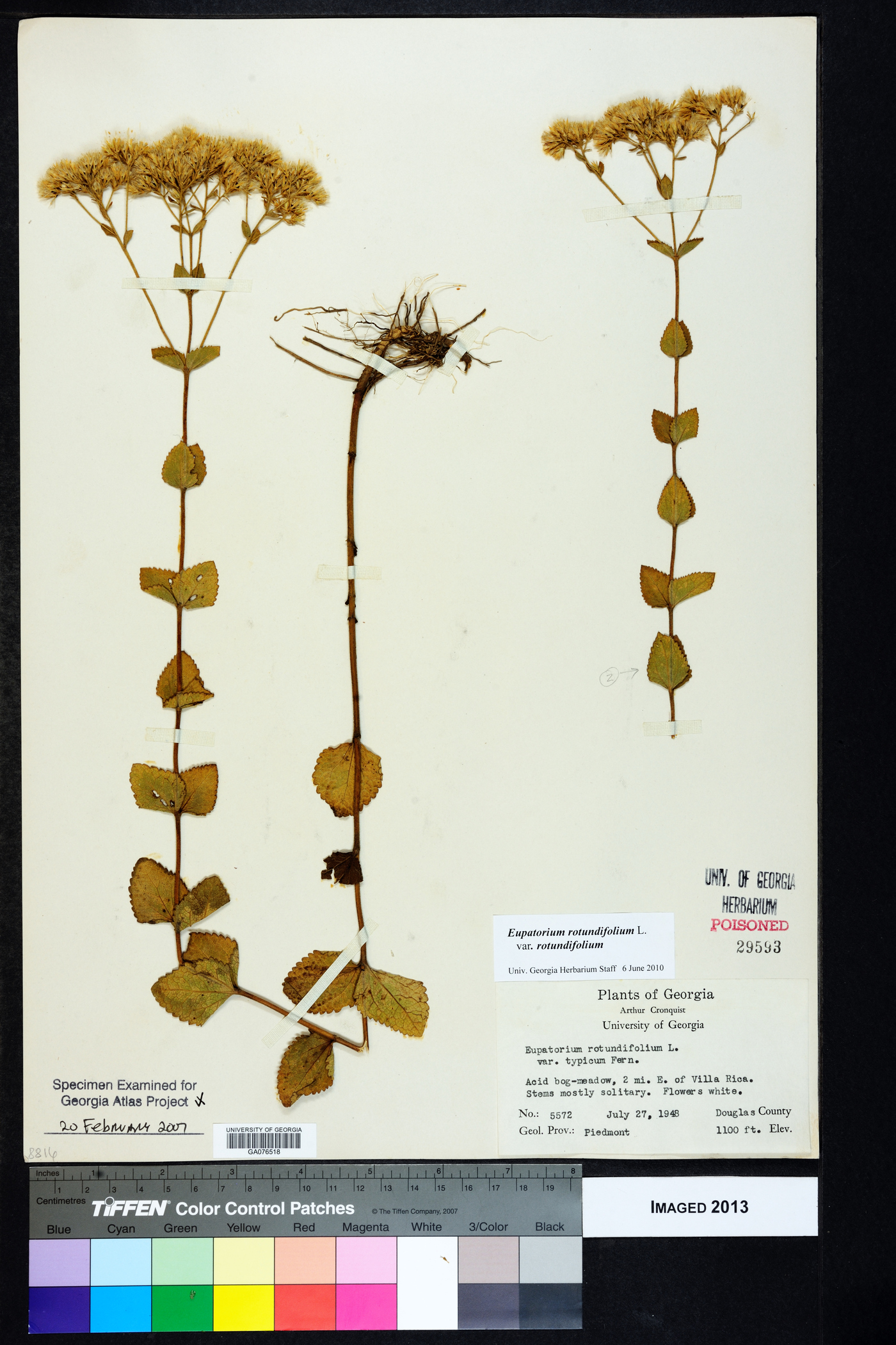 Eupatorium rotundifolium var. rotundifolium image