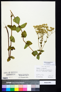 Eupatorium rotundifolium var. rotundifolium image