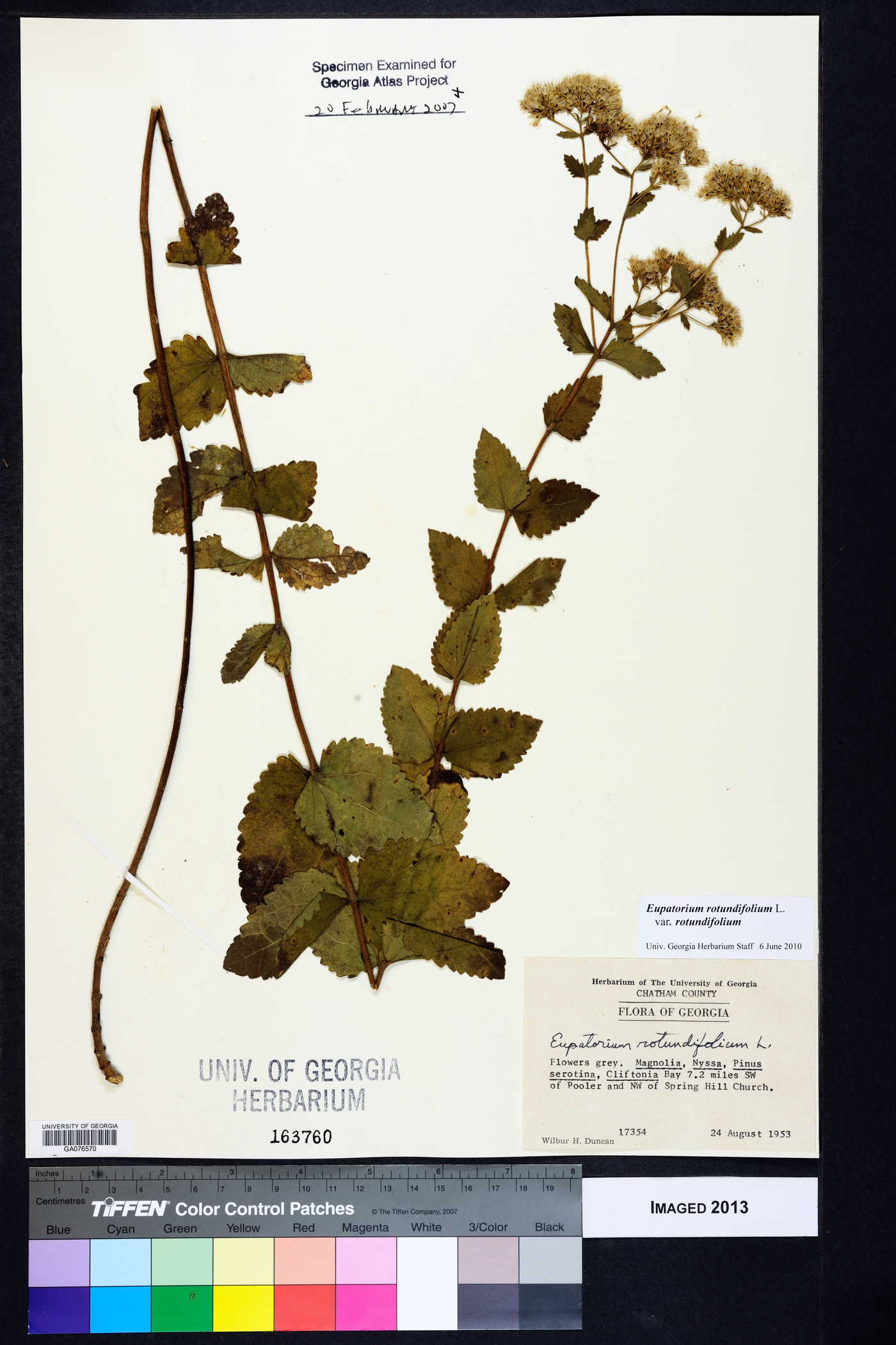 Eupatorium rotundifolium var. rotundifolium image