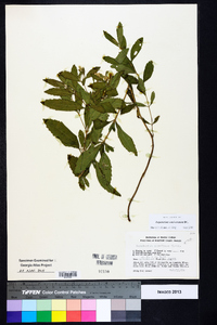 Eupatorium semiserratum image