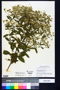 Eupatorium semiserratum image