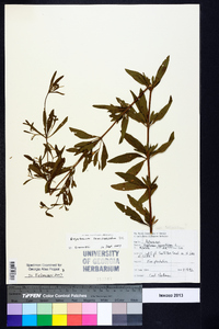 Eupatorium semiserratum image