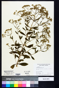 Eupatorium semiserratum image