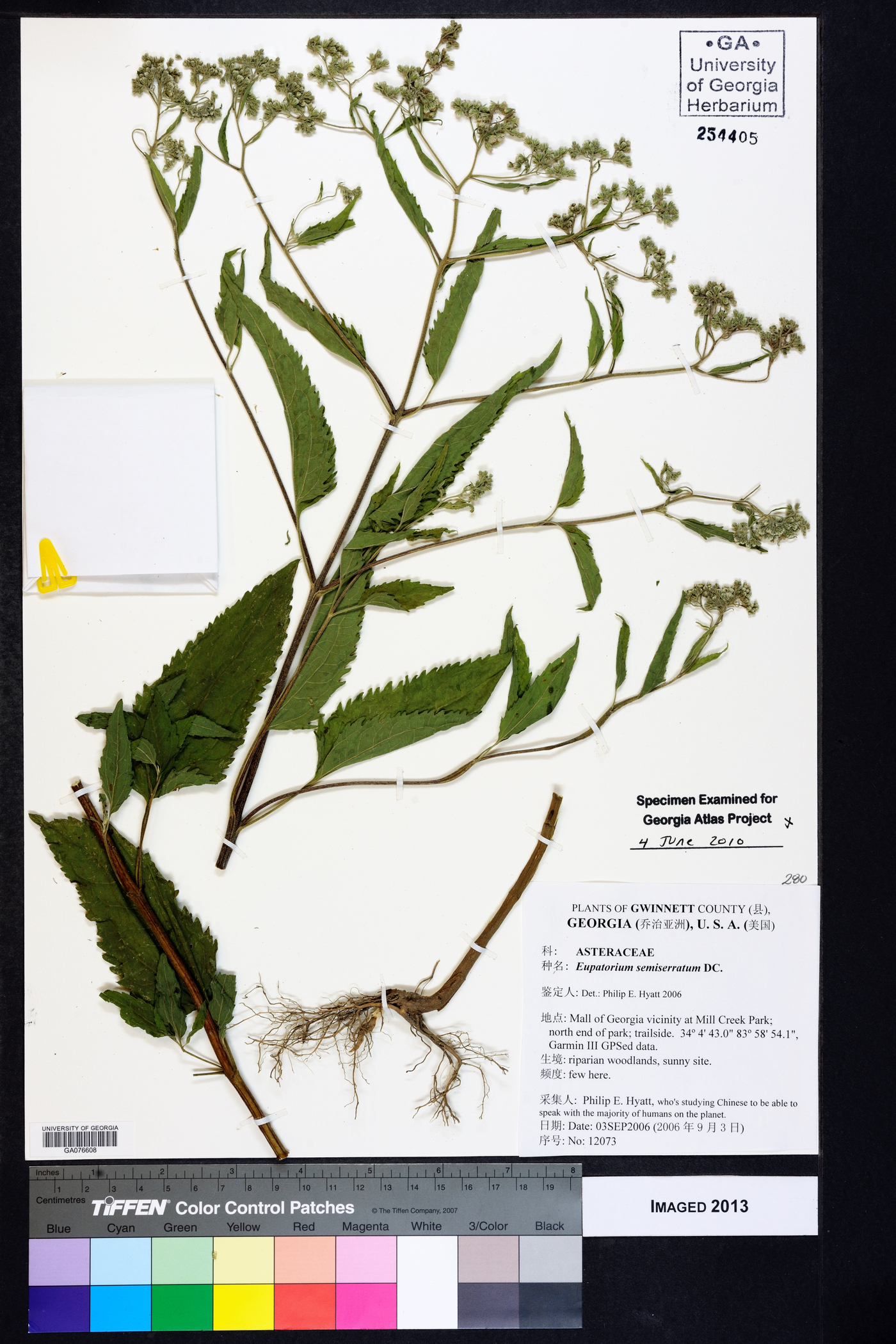 Eupatorium semiserratum image