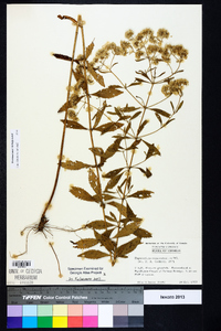 Eupatorium semiserratum image