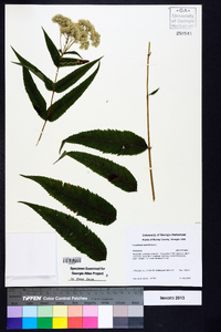 Eupatorium sessilifolium image