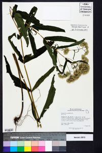 Eupatorium sessilifolium image