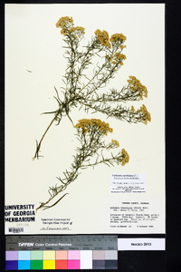 Euthamia caroliniana image