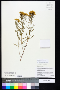 Euthamia caroliniana image