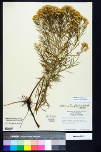 Euthamia caroliniana image