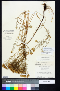 Euthamia caroliniana image