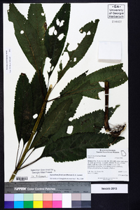 Eutrochium fistulosum image