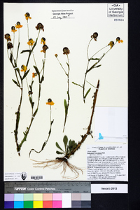 Helenium flexuosum image