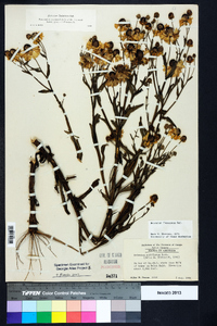 Helenium flexuosum image