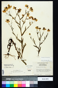 Helenium flexuosum image